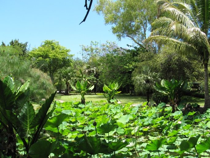 Jardin d’Eden - Réunion, Saint Gilles Les Bains