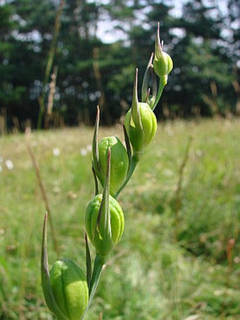 Gladiolus palustris