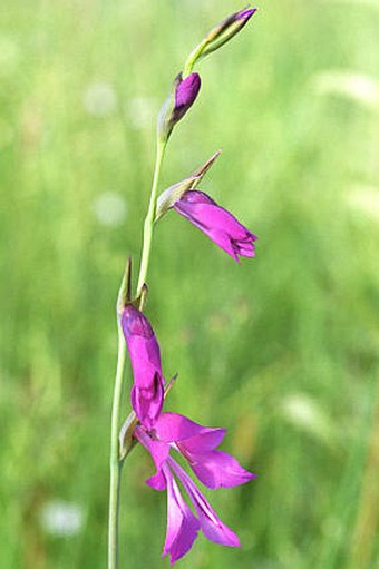 Gladiolus palustris