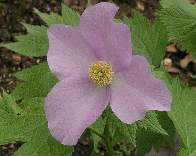 GLAUCIDIUM PALMATUM Siebold et Zucc.