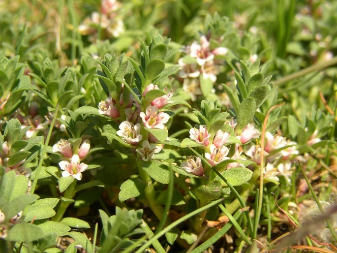 GLAUX MARITIMA L. – sivěnka přímořská / sivuľka prímorská