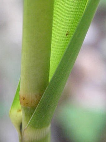 Glyceria maxima