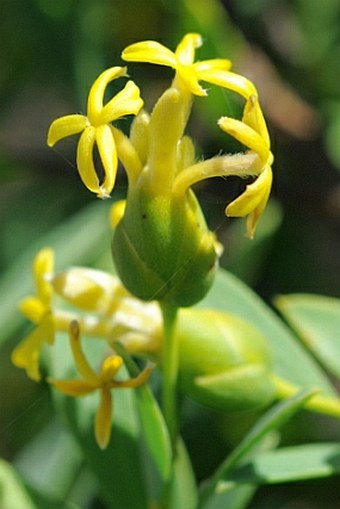 Gnidia socotrana