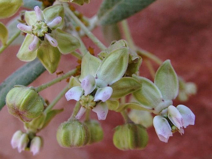 GOMPHOCARPUS SINAICUS Boiss. – ostnoplod