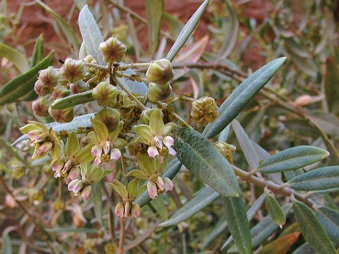 Gomphocarpus sinaicus