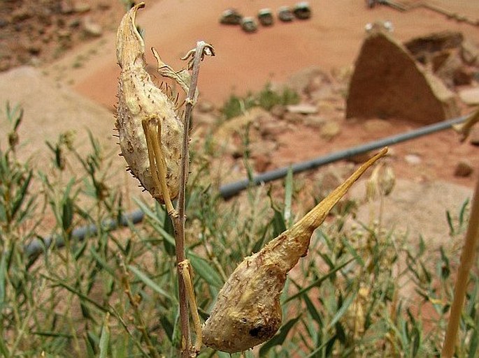 Gomphocarpus sinaicus