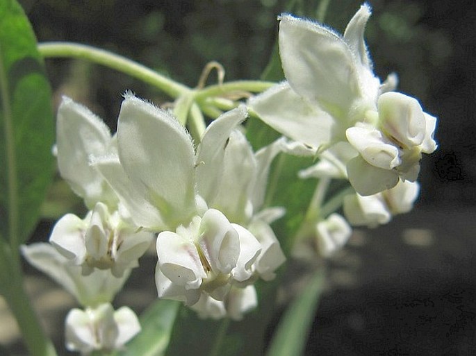 GOMPHOCARPUS PHYSOCARPUS E. Mey. – ostnoplod