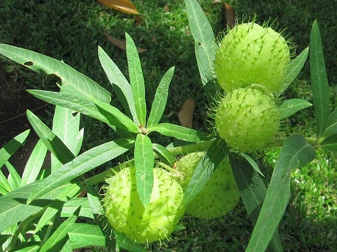 Gomphocarpus physocarpus