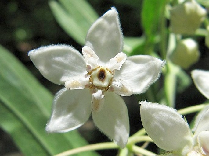 Gomphocarpus physocarpus