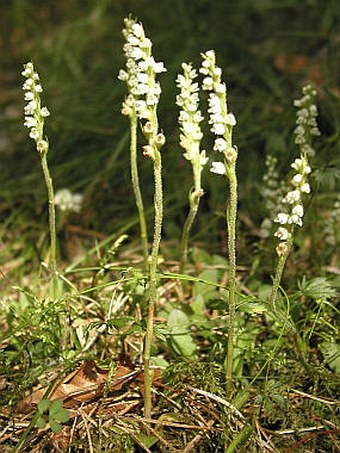 Goodyera repens