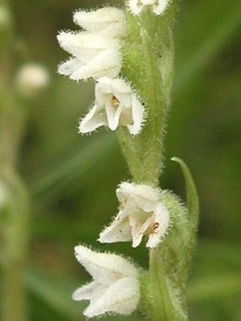 Goodyera repens