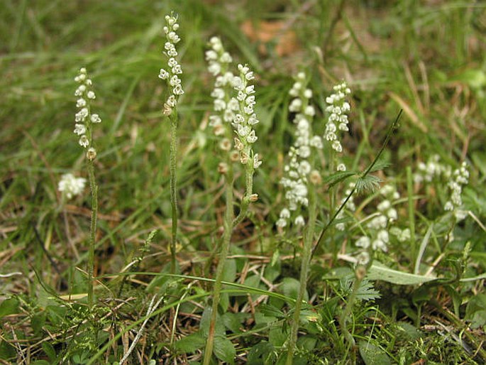 Goodyera repens