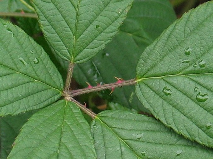 Rubus gracilis