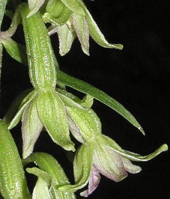 Epipactis greuteri