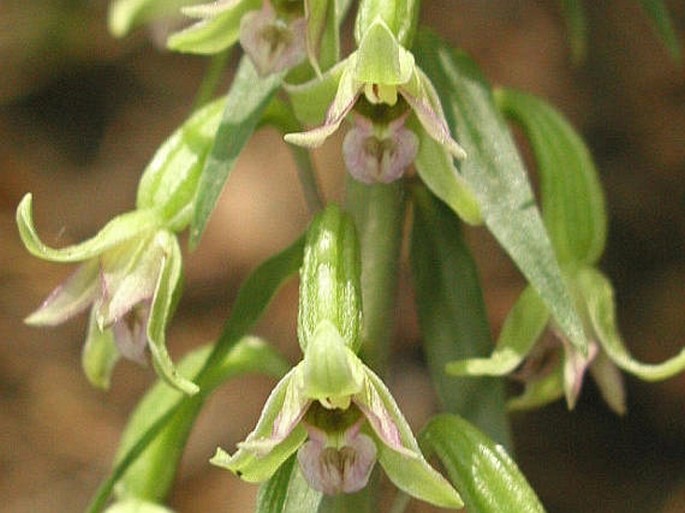 Epipactis greuteri