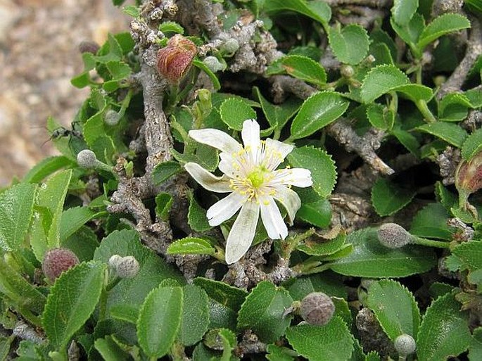 GREWIA ERYTHRAEA Schweinf. – blahokamýk