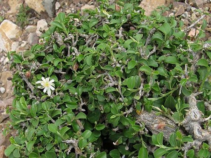 Grewia erythraea