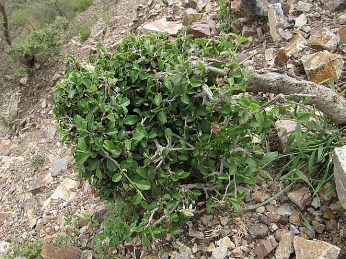 Grewia erythraea