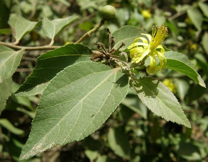 GREWIA SCHWEINFURTHII Burret – blahokamýk