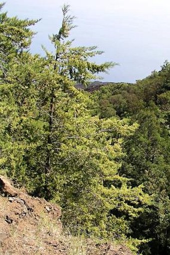 Grevillea robusta