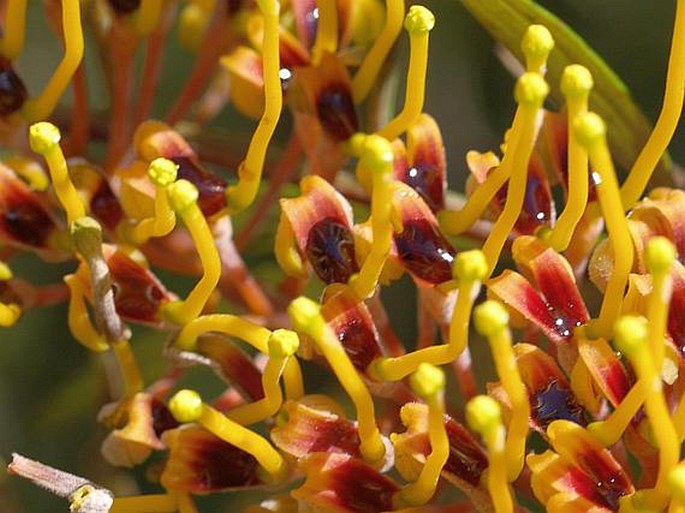 Grevillea robusta