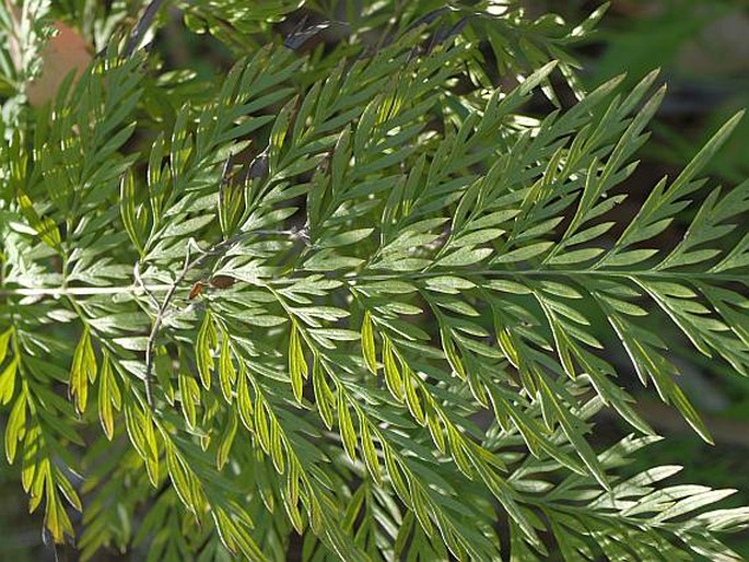 Grevillea robusta