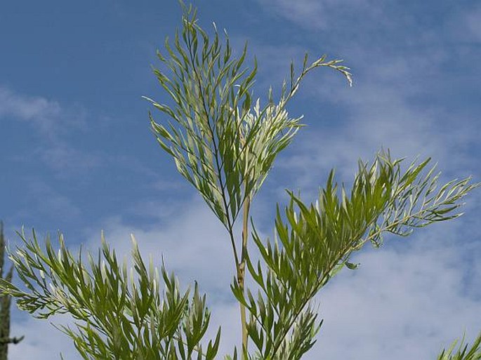 Grevillea robusta