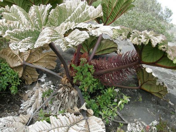 Gunnera insignis