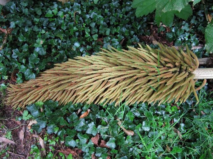 Gunnera manicata