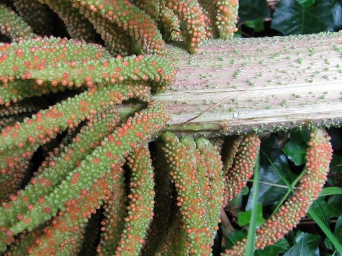 Gunnera manicata