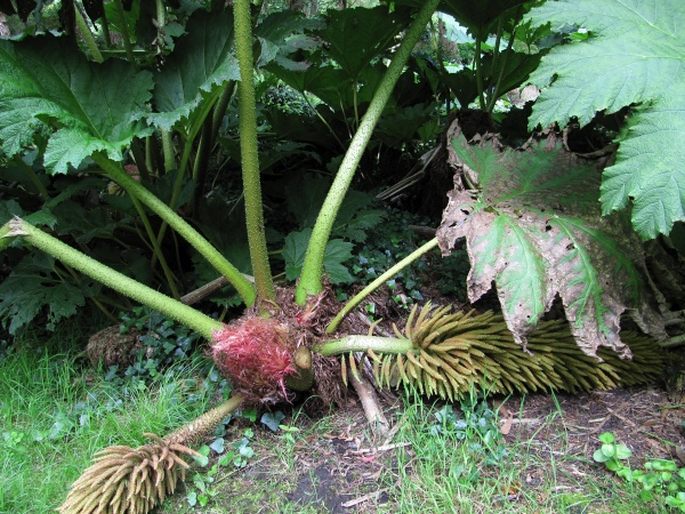 Gunnera manicata