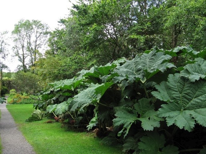 Gunnera manicata