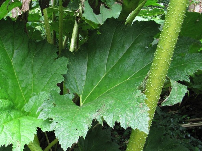 Gunnera manicata