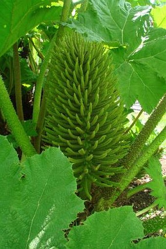 Gunnera tinctoria