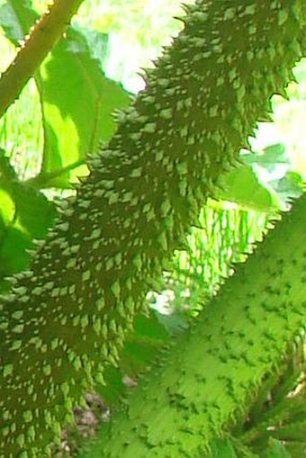 Gunnera tinctoria