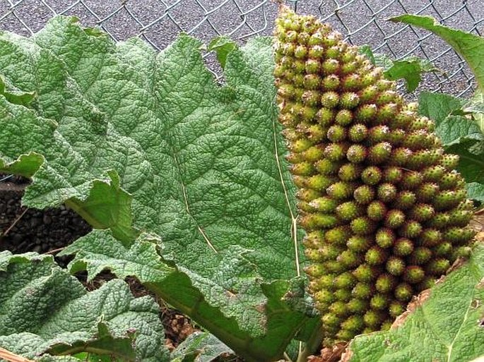 Gunnera tinctoria