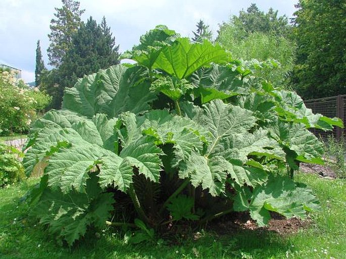 Gunnera tinctoria