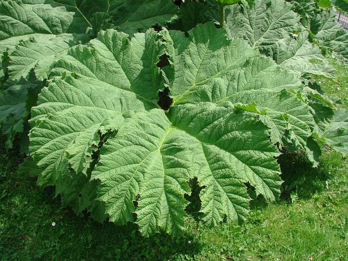 Gunnera tinctoria