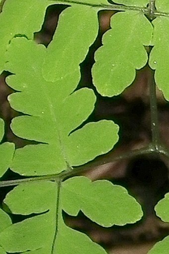 Gymnocarpium dryopteris