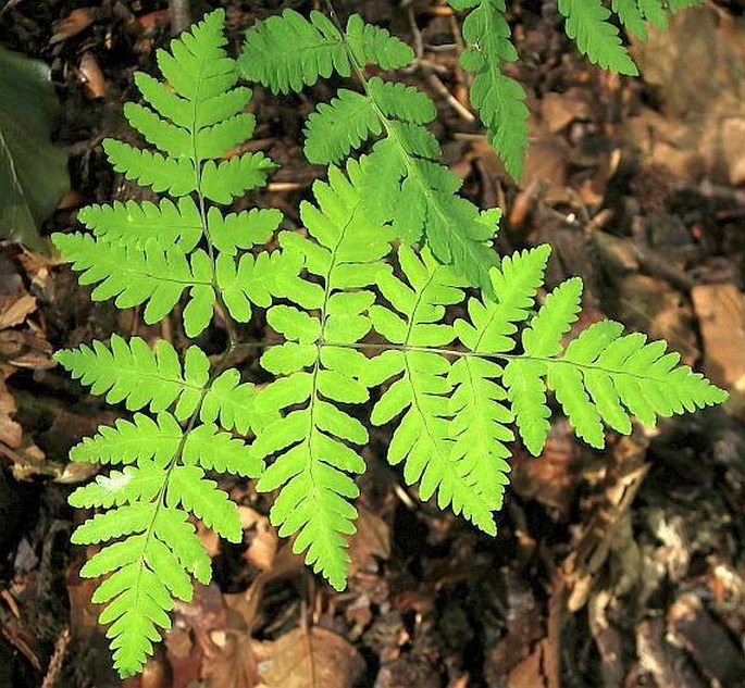 GYMNOCARPIUM DRYOPTERIS (L.) Newman - bukovník kapraďovitý / peračina dúbravová