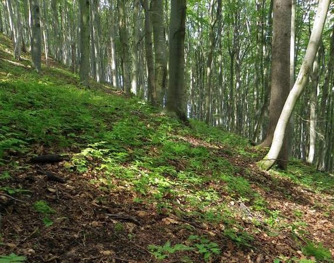 Gymnocarpium dryopteris