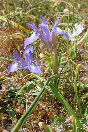 Moraea sisyrinchium