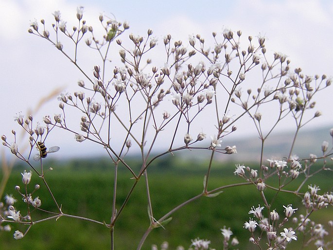 Gypsophila paniculata