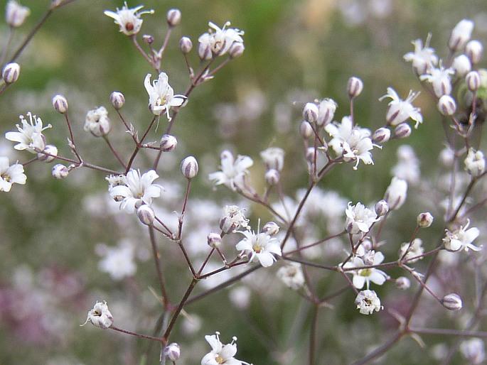 Gypsophila paniculata