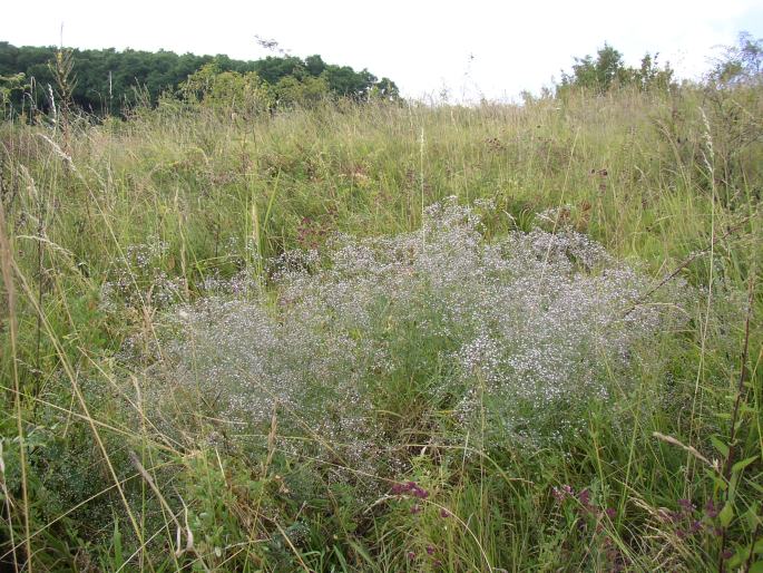 Gypsophila paniculata