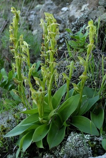 Habenaria tridactylites