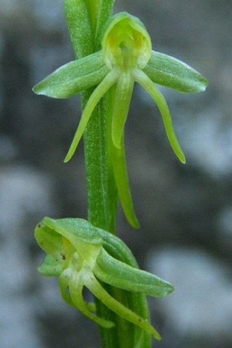 Habenaria tridactylites