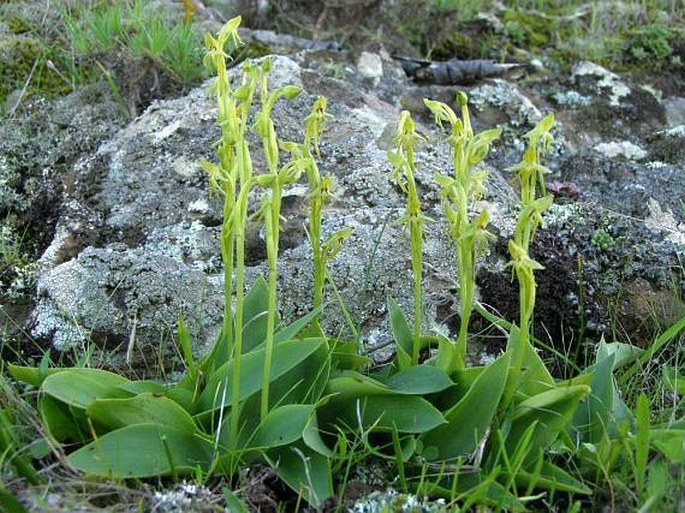 Habenaria tridactylites