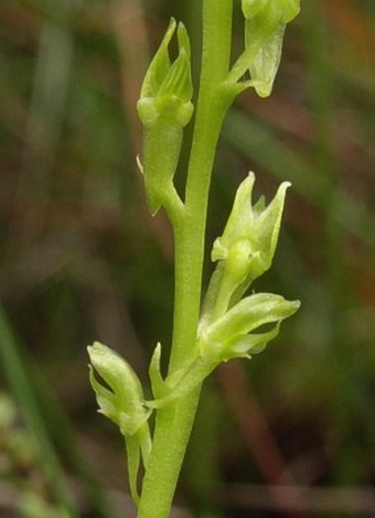 Hammarbya paludosa