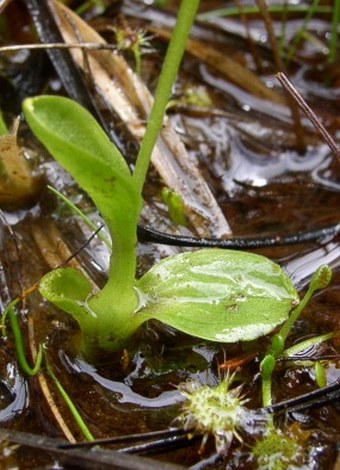 Hammarbya paludosa